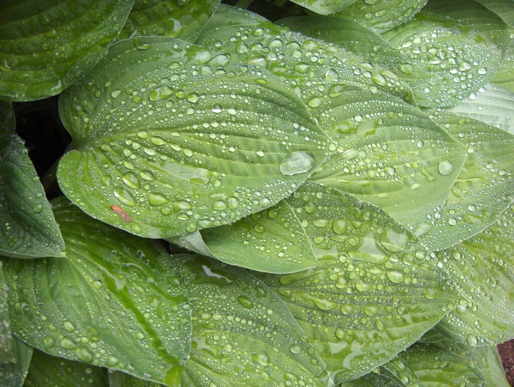 Green leaves covered in water droplets after rain.